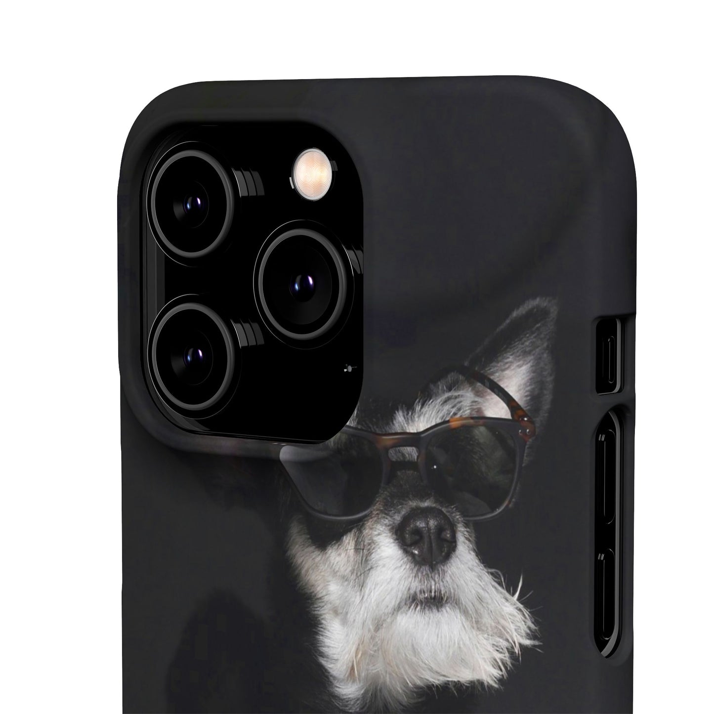 Cool Dog Cajasol - Stylish Pet
