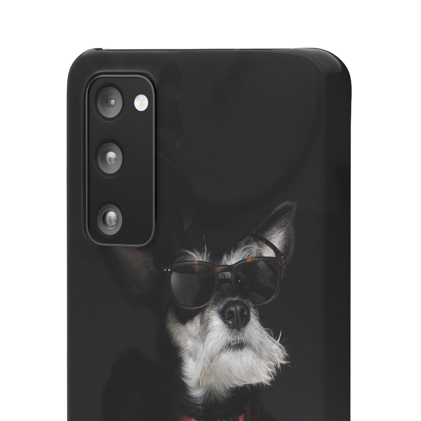 Cool Dog Cajasol - Stylish Pet