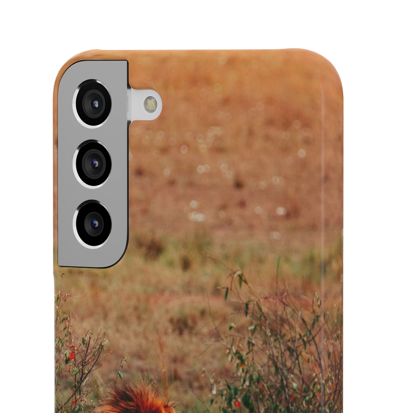 Majestic Lion Cajasol - Nature Inspired