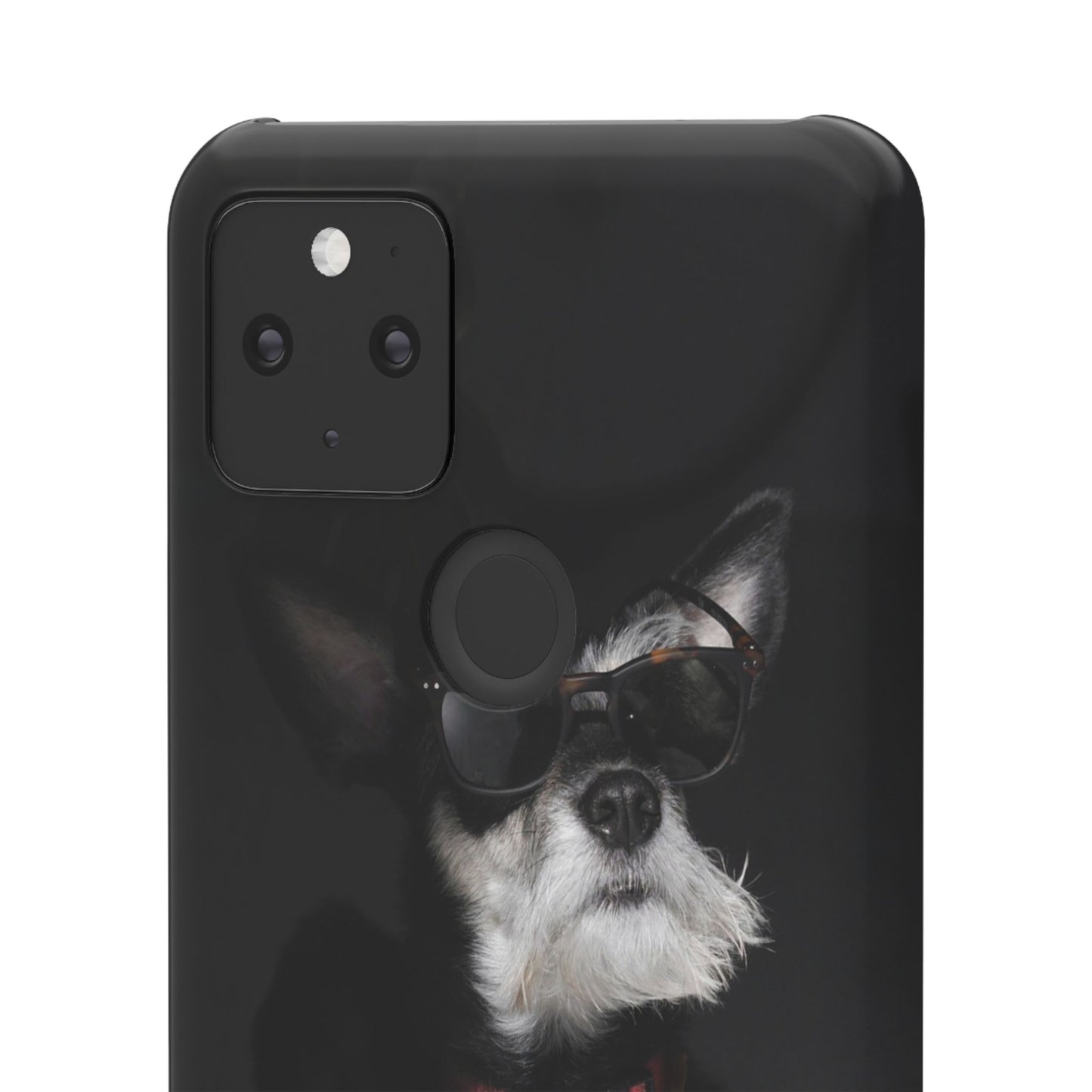 Cool Dog Cajasol - Stylish Pet