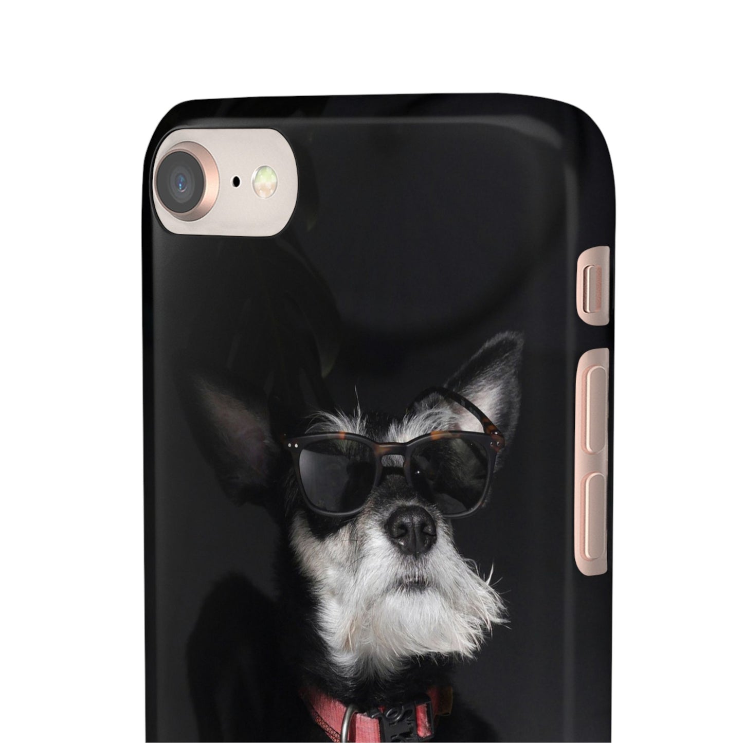 Cool Dog Cajasol - Stylish Pet