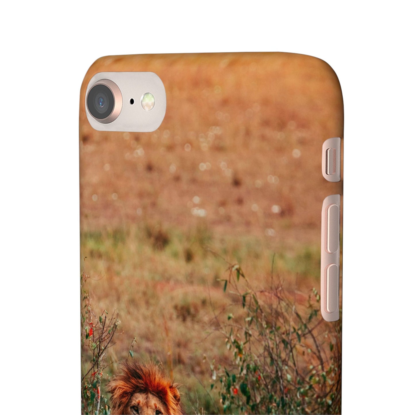 Majestic Lion Cajasol - Nature Inspired