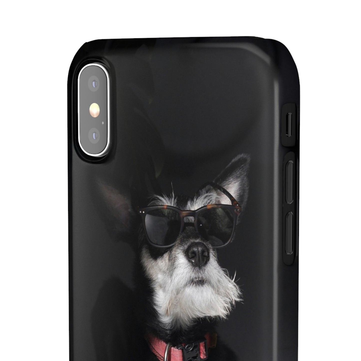 Cool Dog Cajasol - Stylish Pet