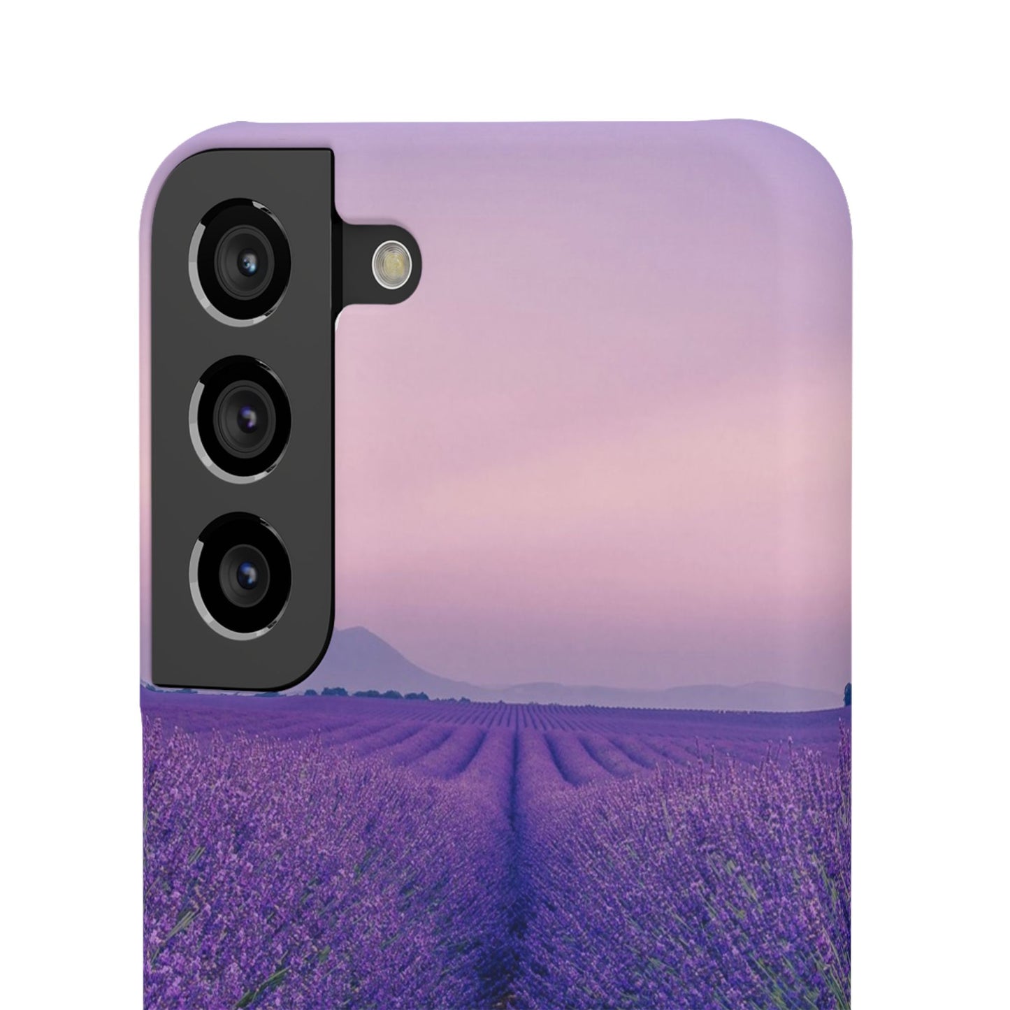 Lavender Fields Cajasol - A Floral Touch for Nature Lovers