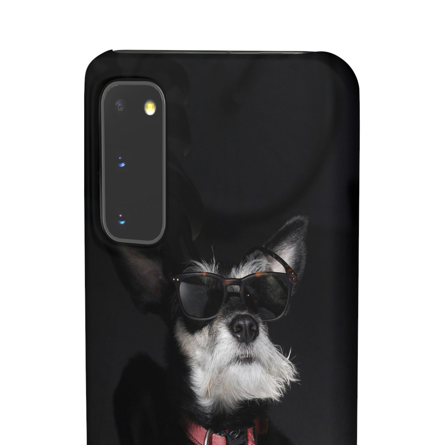 Cool Dog Cajasol - Stylish Pet