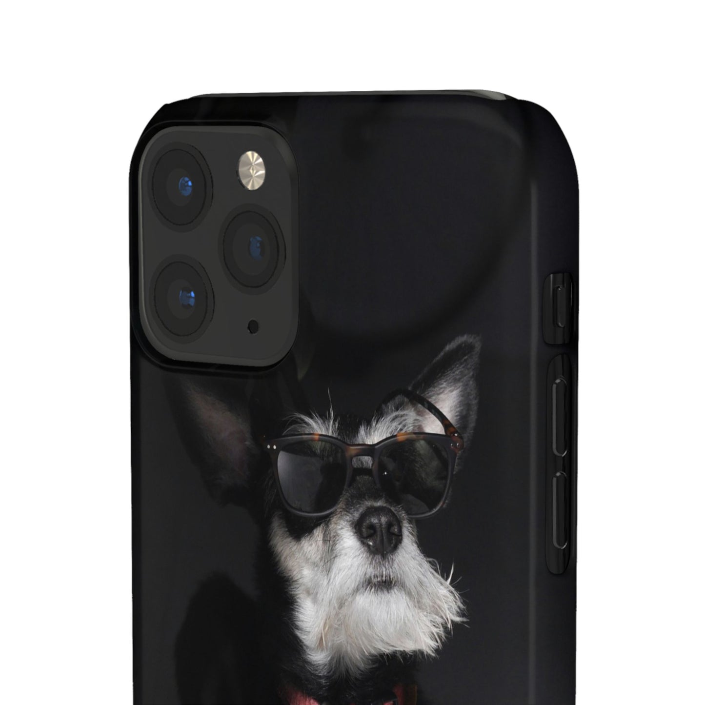 Cool Dog Cajasol - Stylish Pet