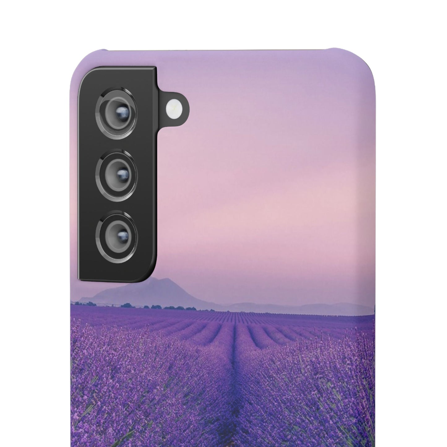 Lavender Fields Cajasol - A Floral Touch for Nature Lovers
