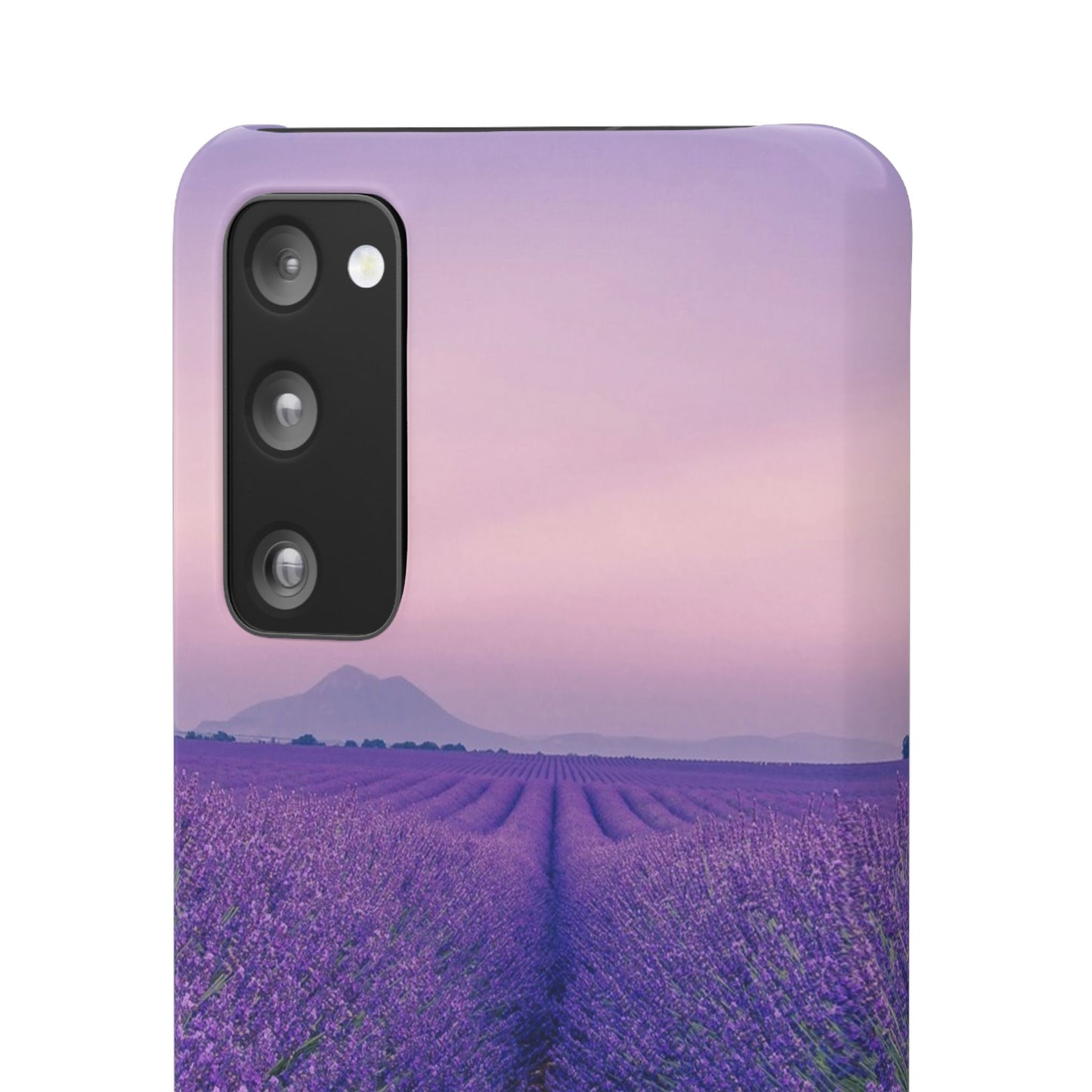Lavender Fields Cajasol - A Floral Touch for Nature Lovers