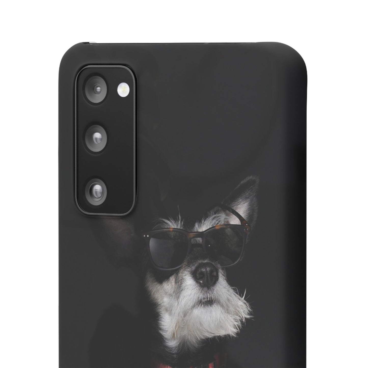 Cool Dog Cajasol - Stylish Pet