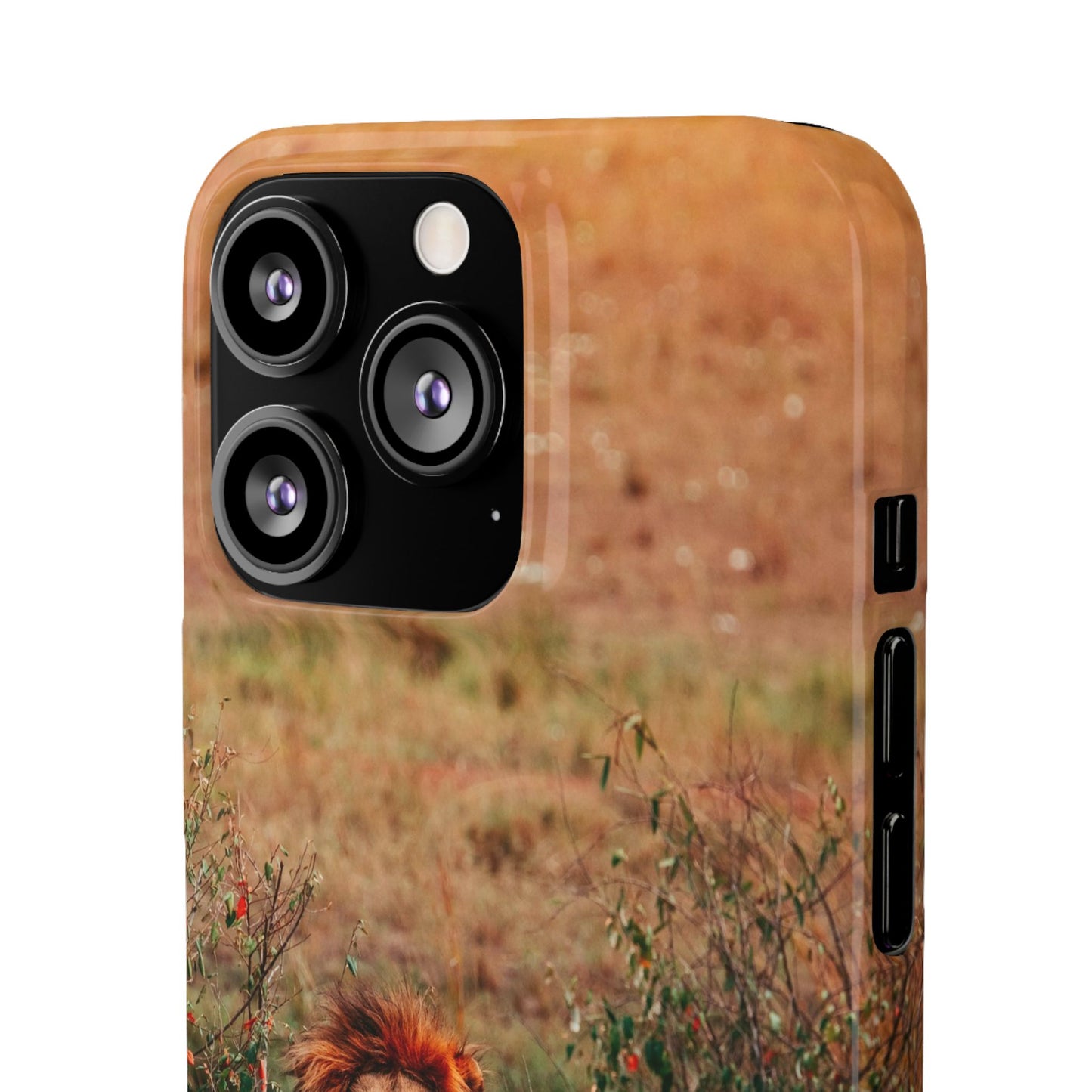 Majestic Lion Cajasol - Nature Inspired