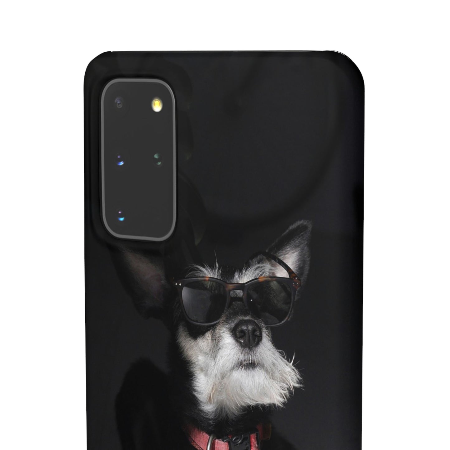 Cool Dog Cajasol - Stylish Pet