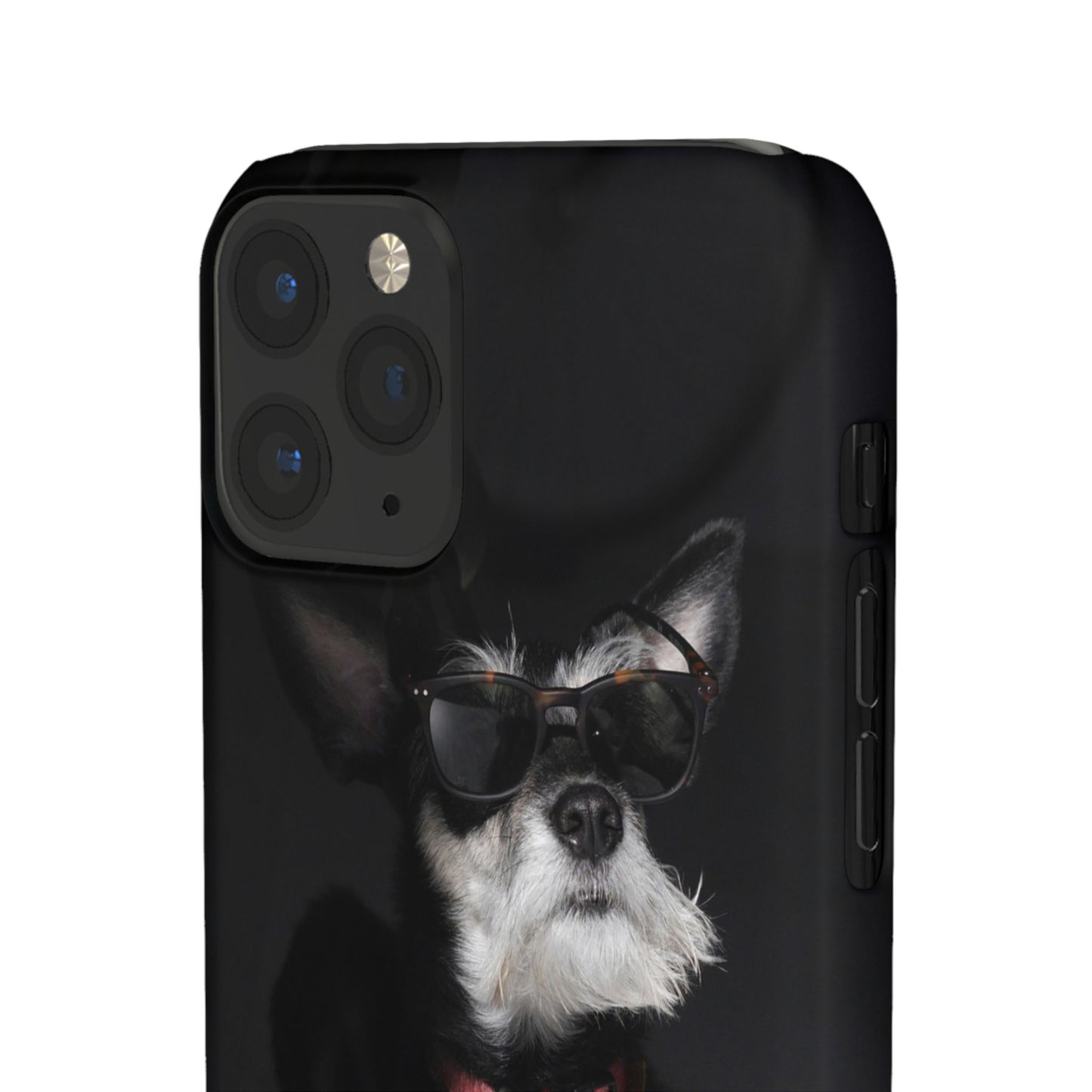 Cool Dog Cajasol - Stylish Pet
