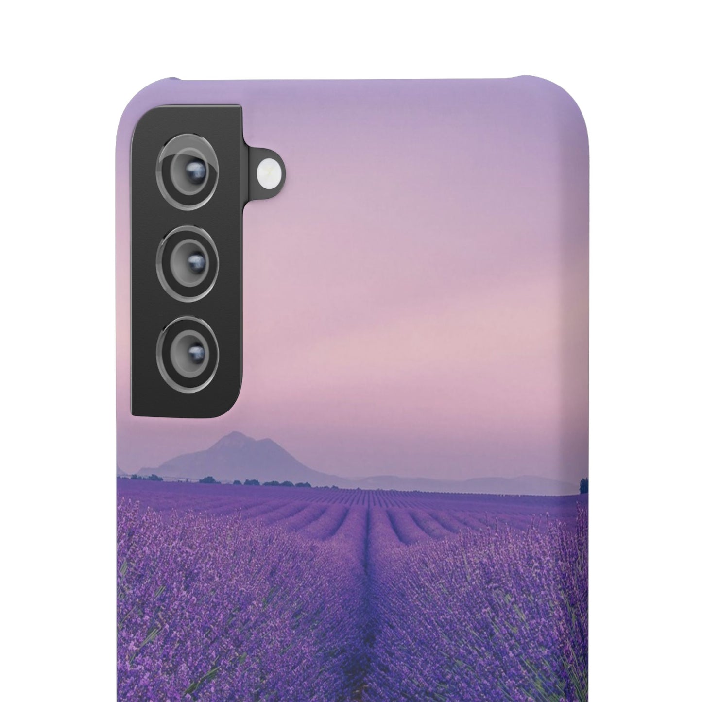 Lavender Fields Cajasol - A Floral Touch for Nature Lovers