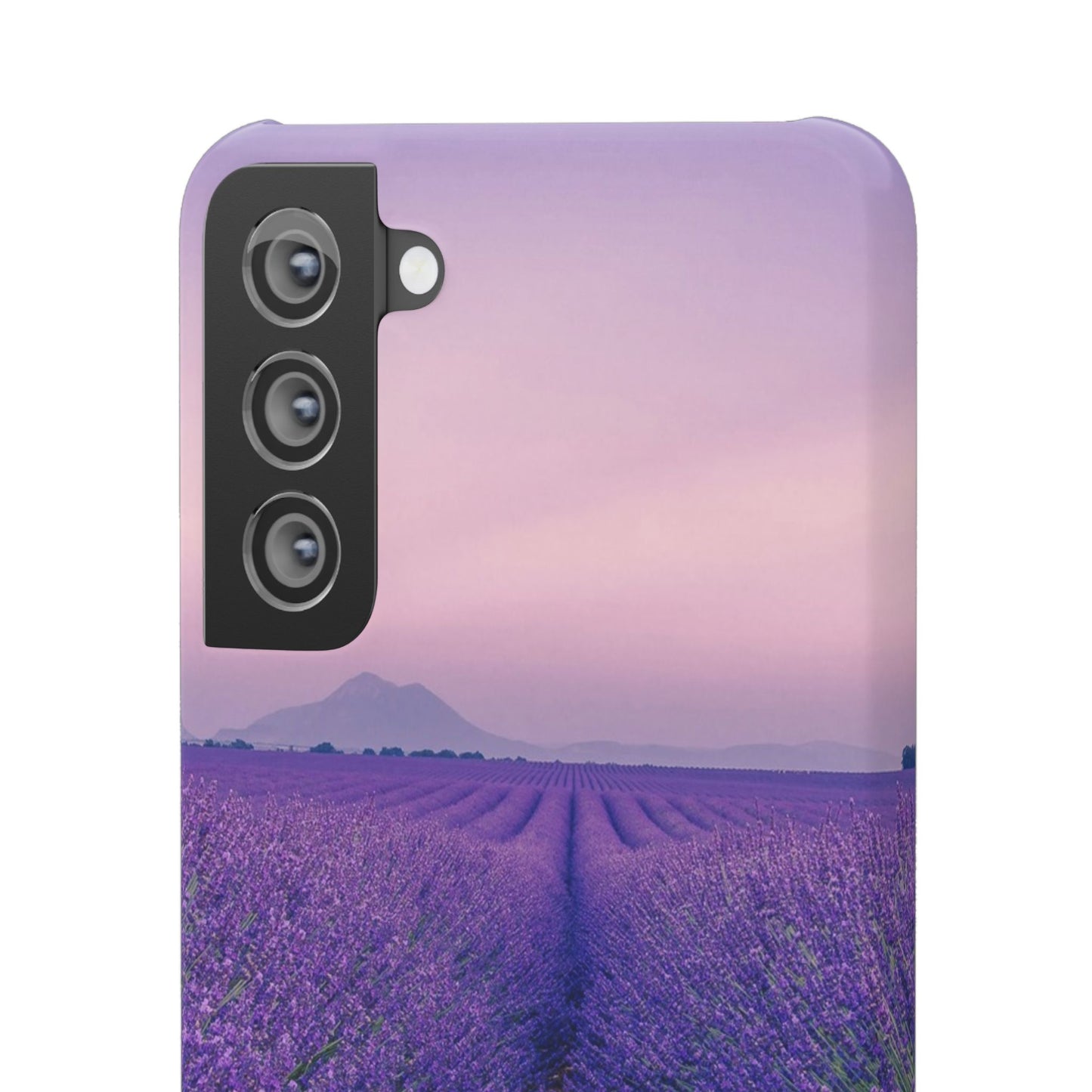 Lavender Fields Cajasol - A Floral Touch for Nature Lovers