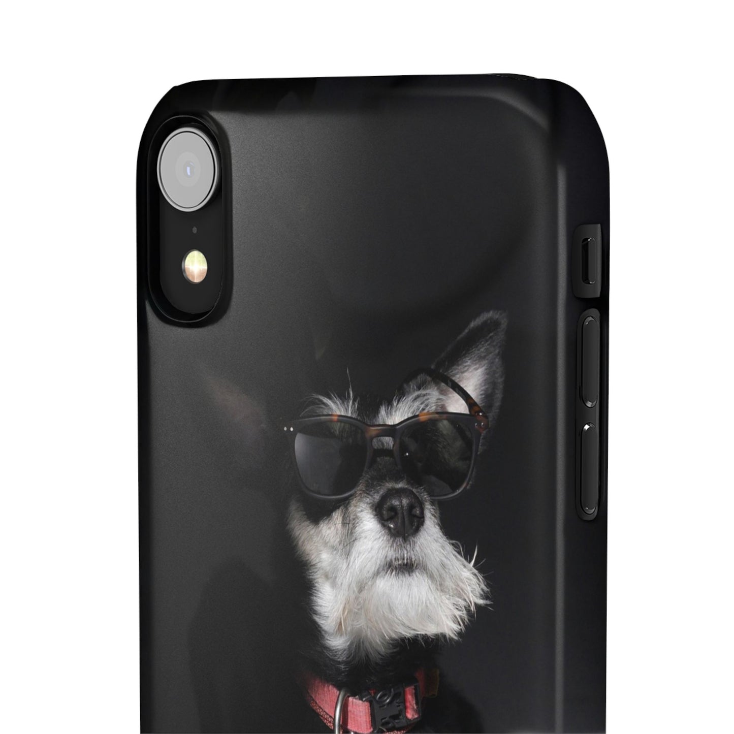 Cool Dog Cajasol - Stylish Pet